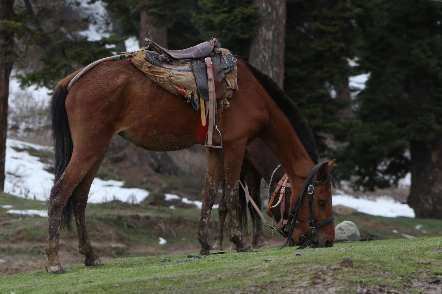 Hafnarfjörður: 1-Hour Beginner Horse Ride near Reykjavik + Waffles
