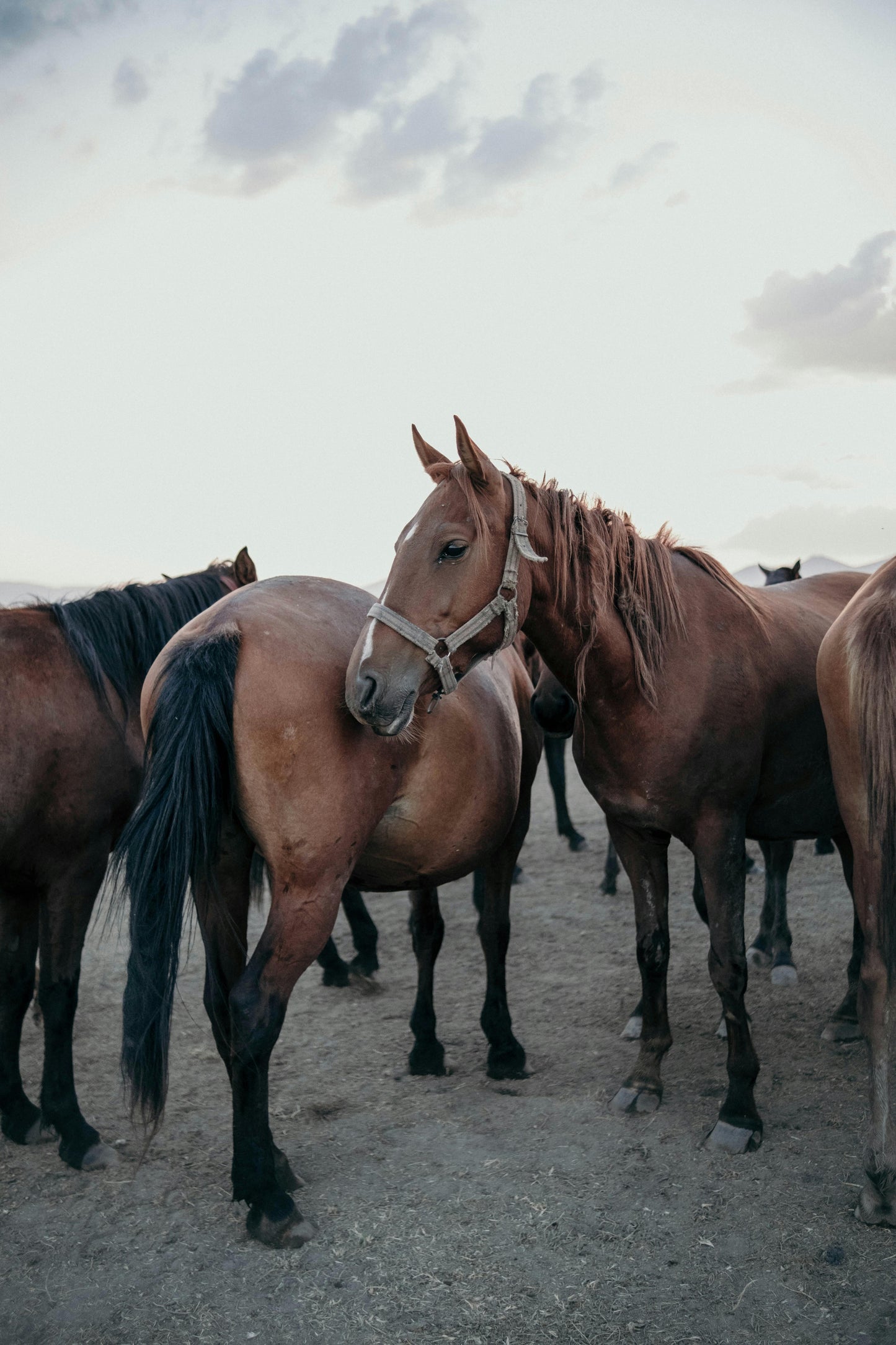 Gogasheni, Georgia: Vardzia Horse Riding Tour