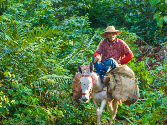 Filandia, Colombia: Scenic Horseback Adventure in Coffee Country