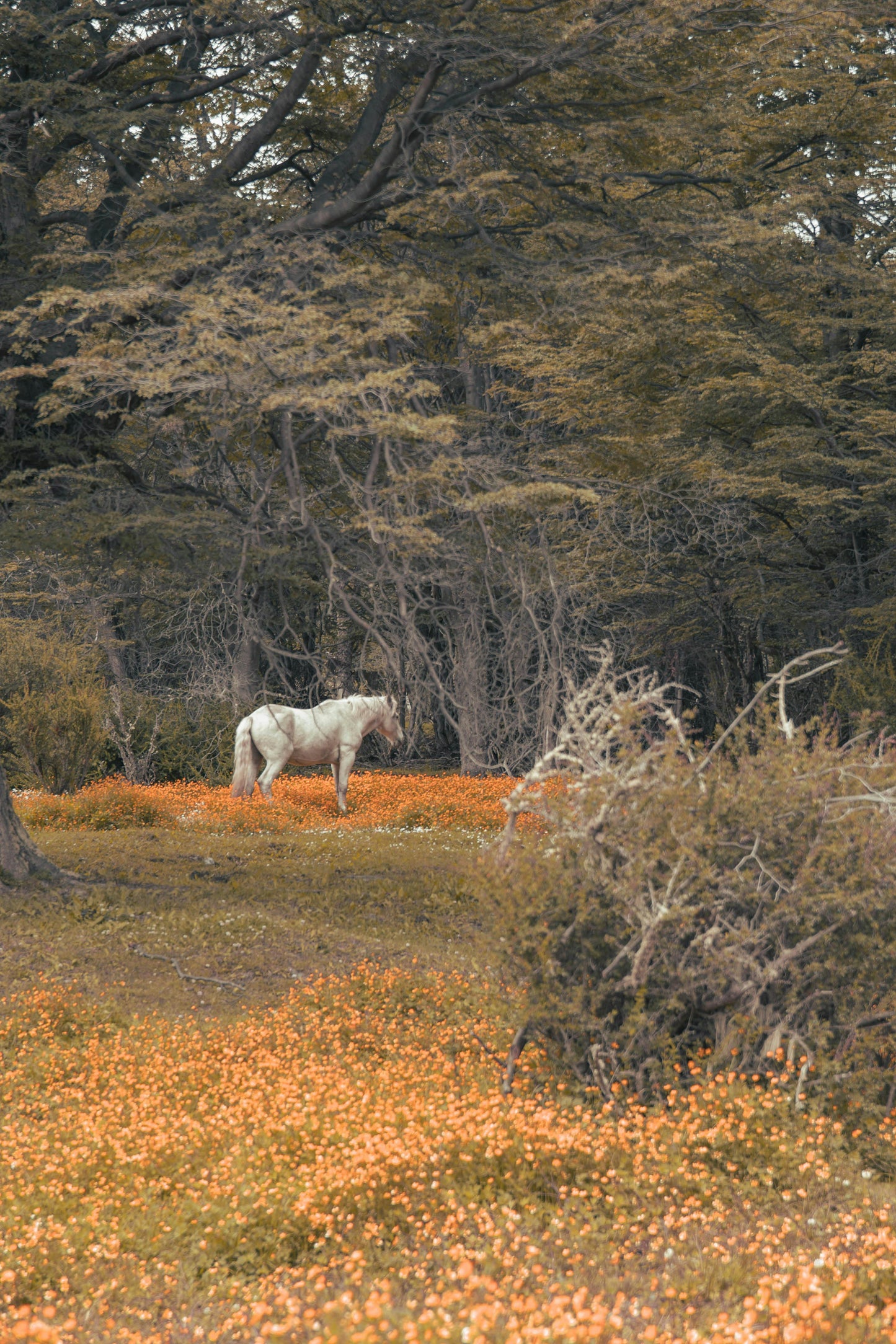 North Antrim: Hills Horseback Ride Trek + Pick-up Available