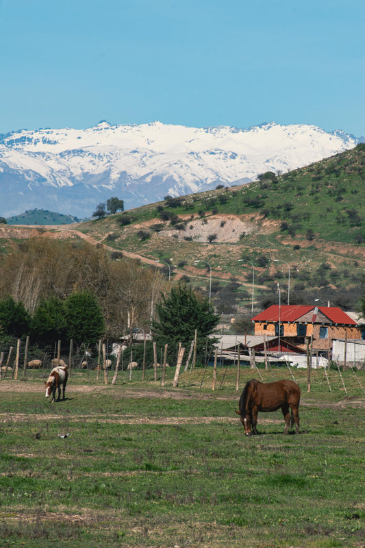 Patagonia: Full Day Horse Ride Connection in Lake Figueroa + Lunch + Pick Up