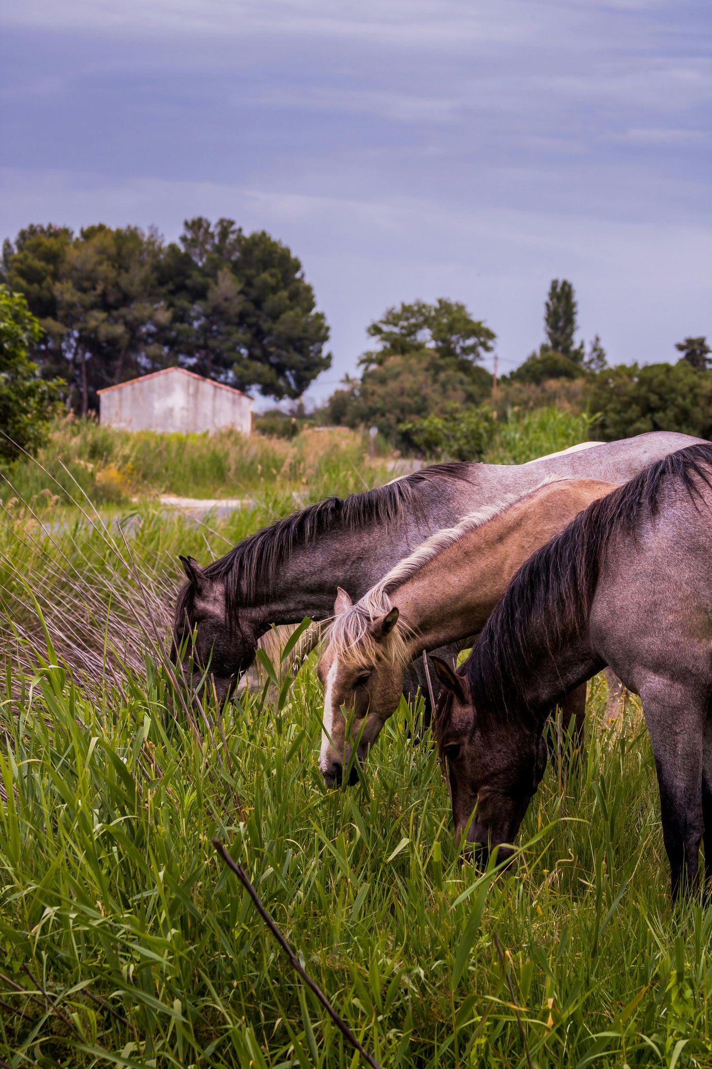 Causeway Coast: Seven Kingdoms Ride Adventure + Lunch + Pick-up Available