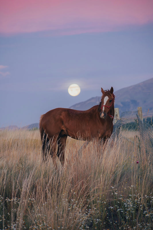 Mendoza: Enchanted Full Moon BBQ Feast Horseback Rides + Pick-up & Drop-off