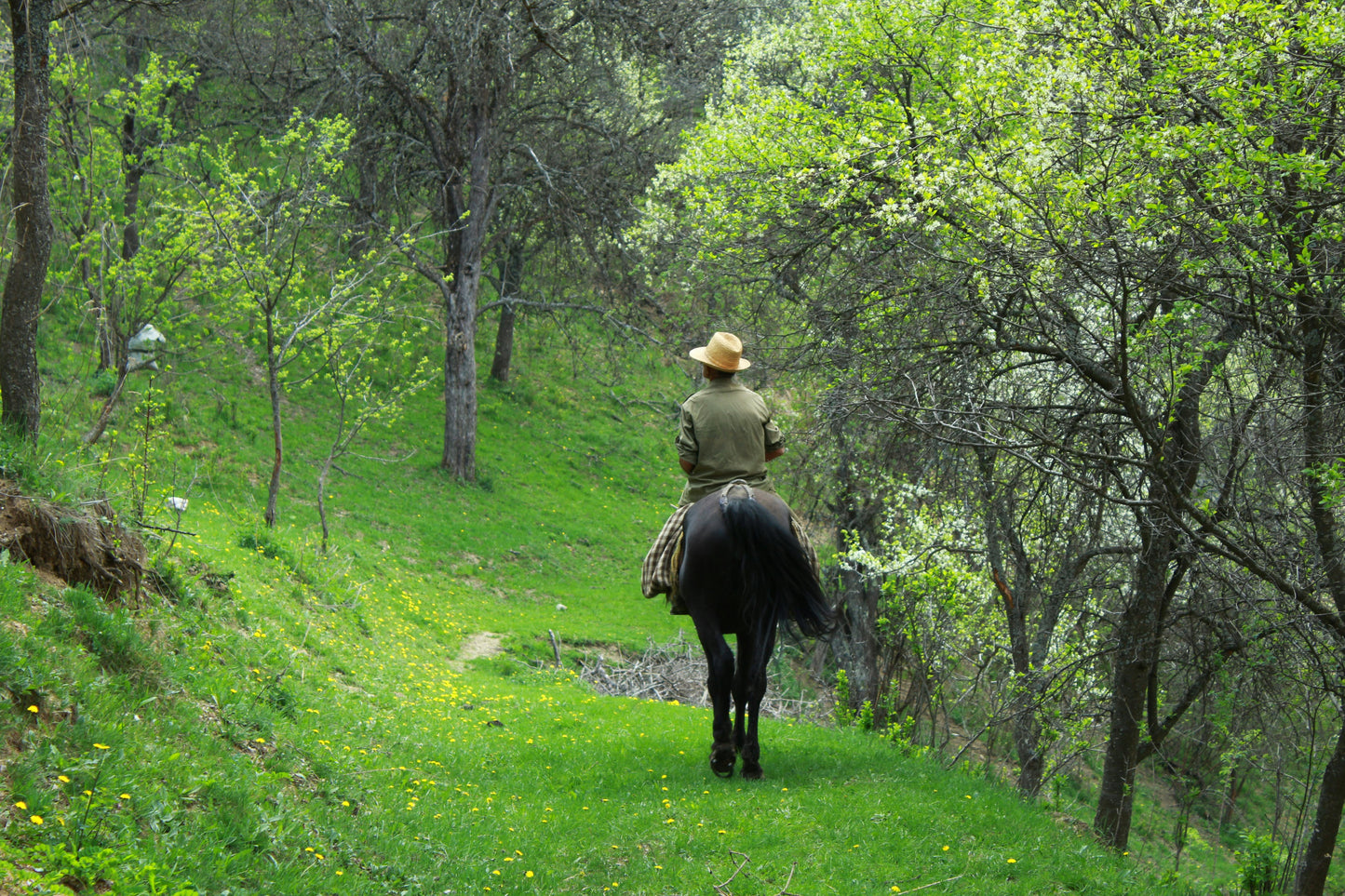 County Antrim: Into the Woods Horseback Ride Trek + Pick-up Available