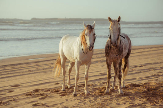 Queensland, Australia: Horseback Ride on Cape Tribulation’s Shores
