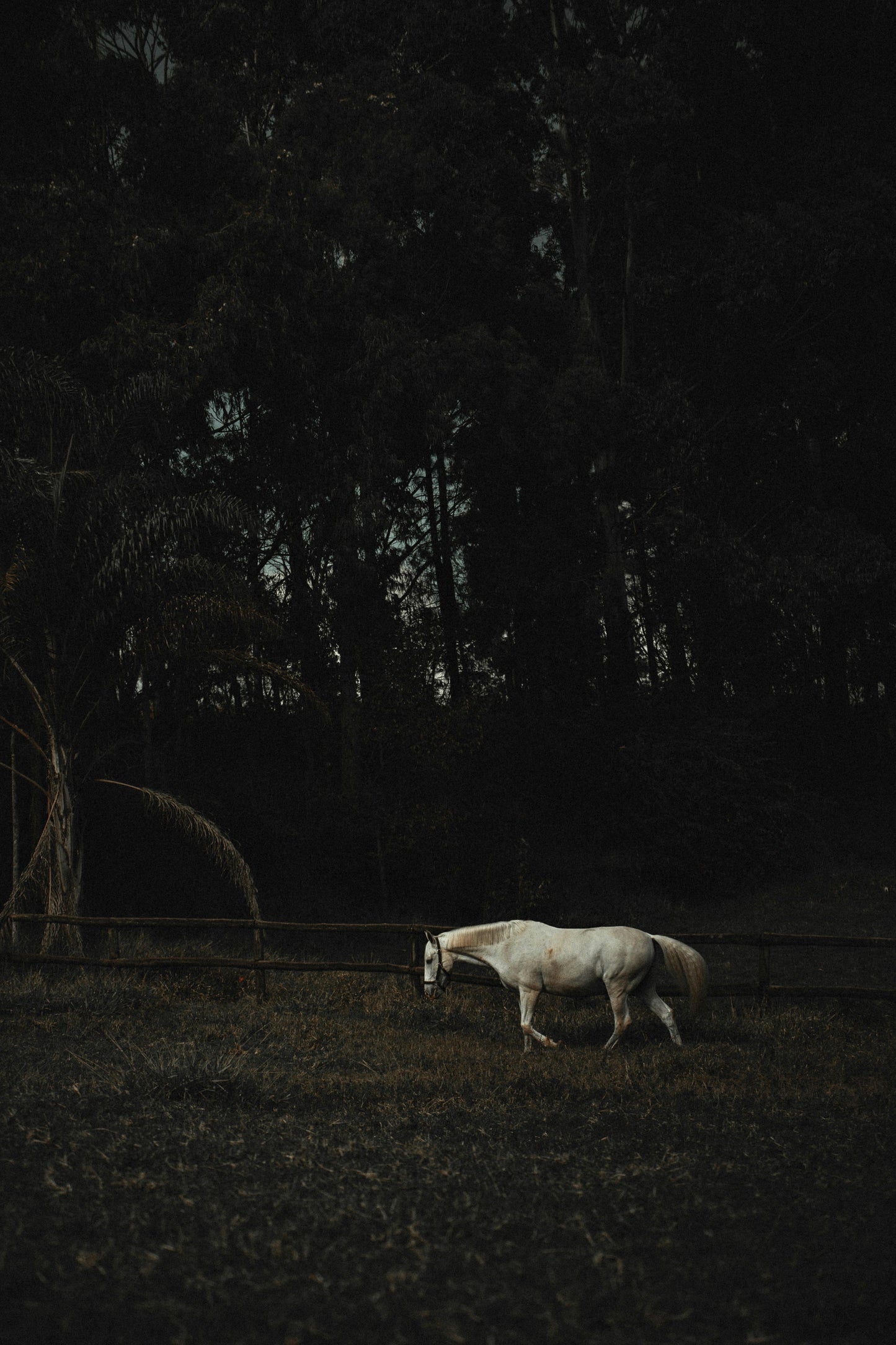 Turangi, New Zealand: Enchanted Forest Horseback Ride