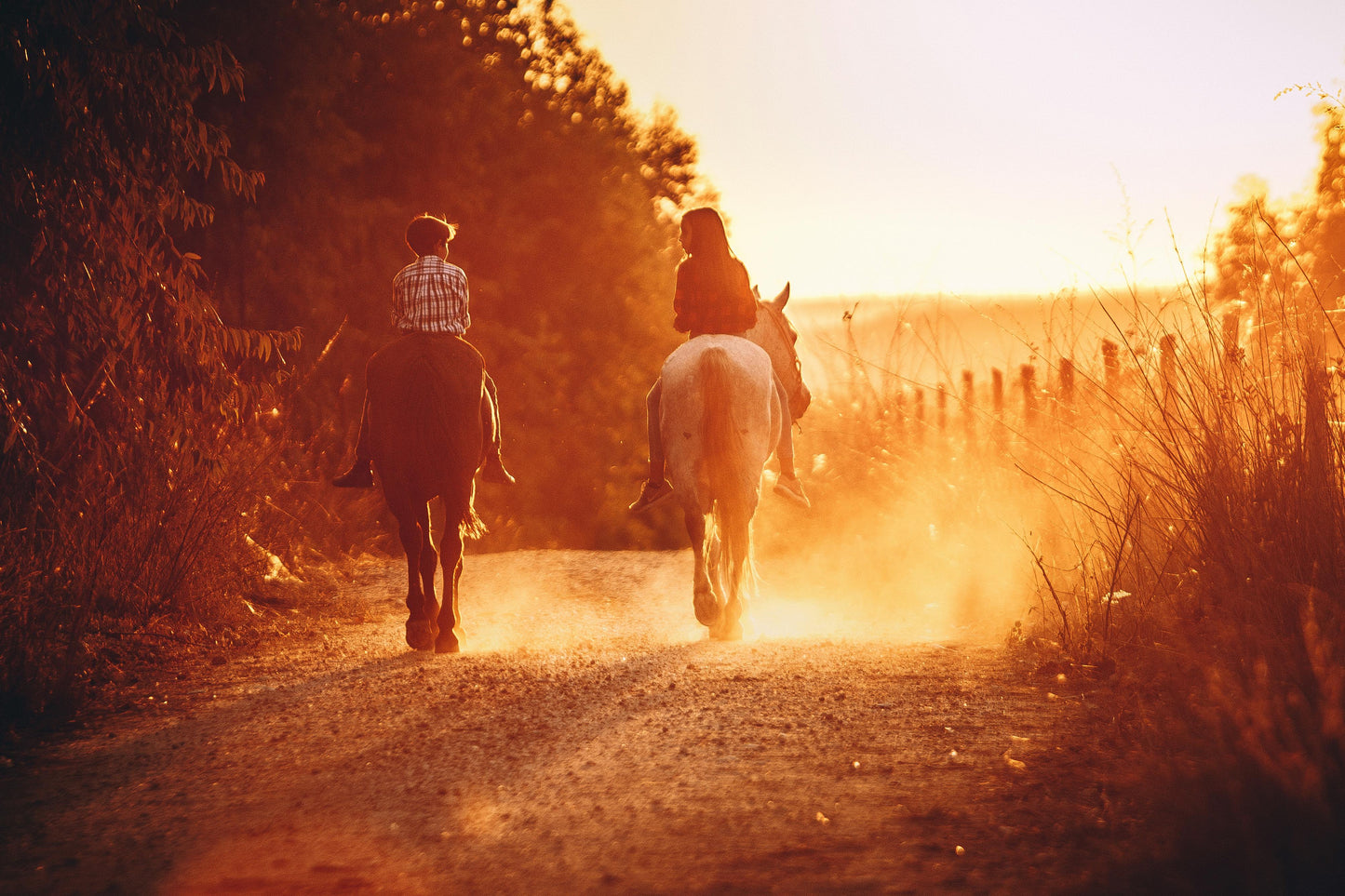 Auckland: Horseback Riding Through Vines with Wine & Dine