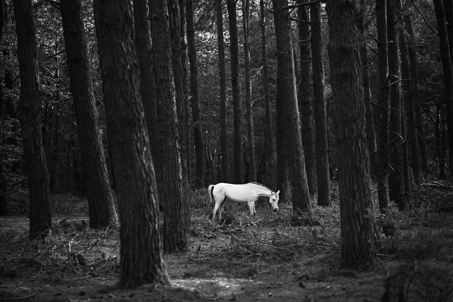 Kakheti, Georgia: Lagodekhi Horseback Riding Tour