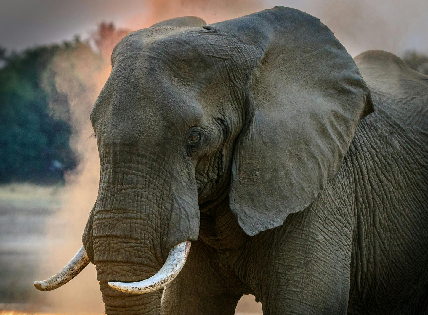 Zambia: Half-Day Horse Riding Safari + Lunch