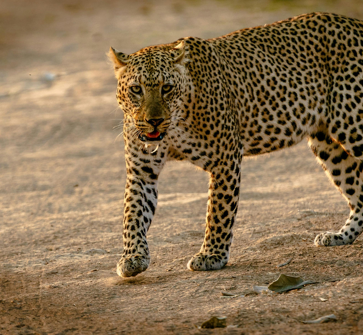 Zambia: Half-Day Horse Riding Safari + Lunch