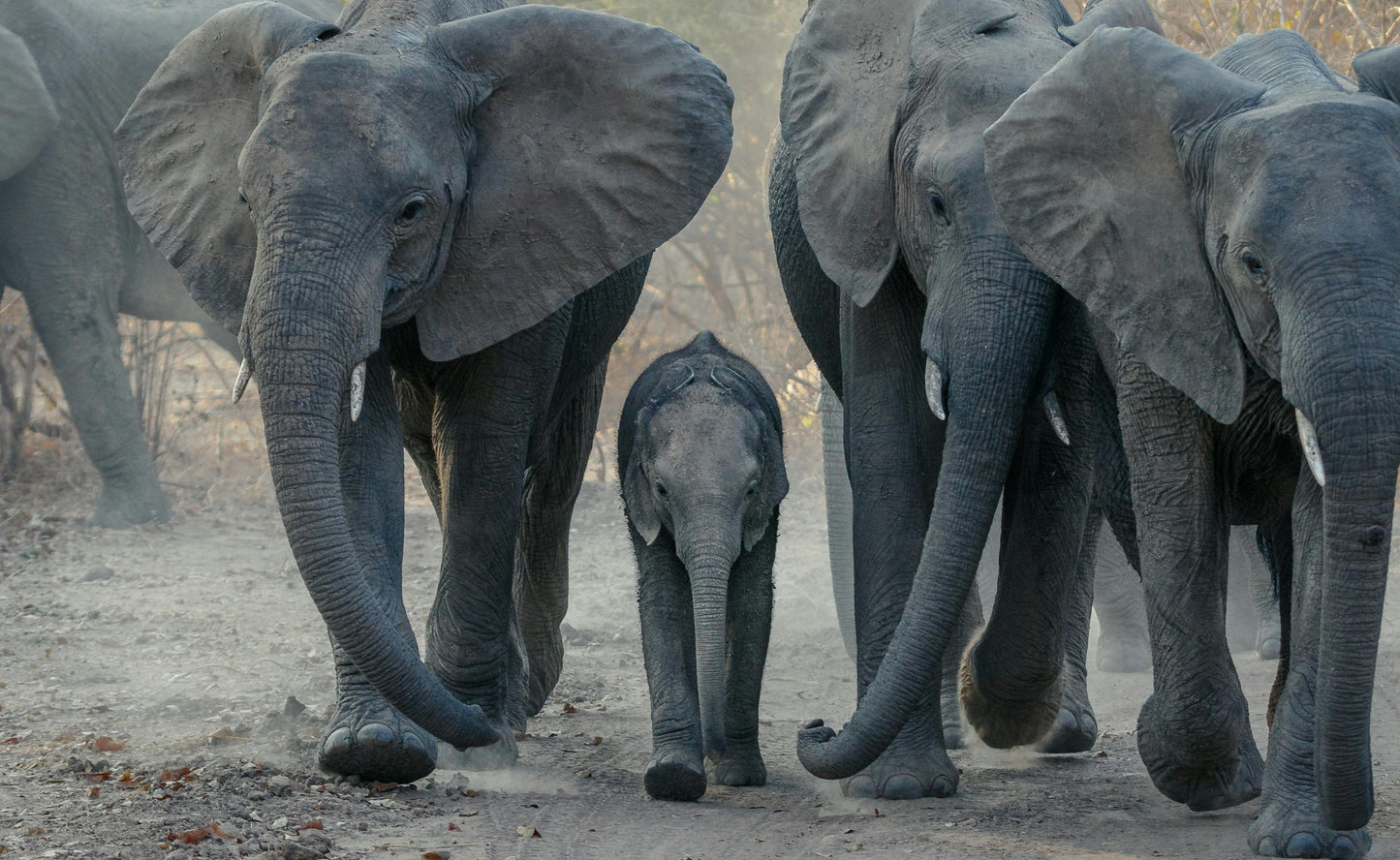 Zambia: Half-Day Horse Riding Safari + Lunch