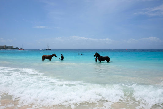 Zanzibar, Tanzania: 30-Minute Kendwa Horse Swim Experience