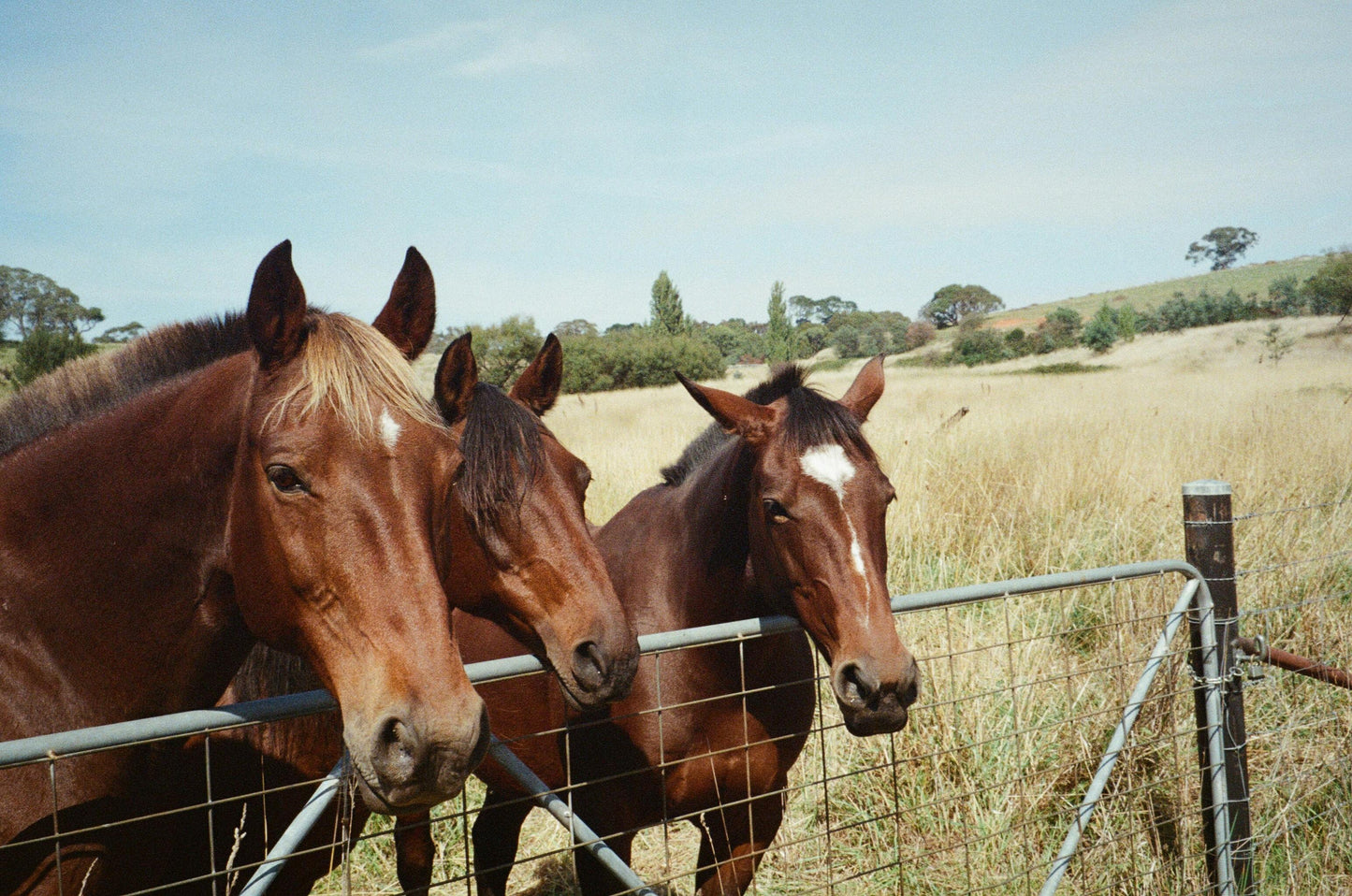 Fairlie, New Zealand: A Premium Backcountry Horse Trek