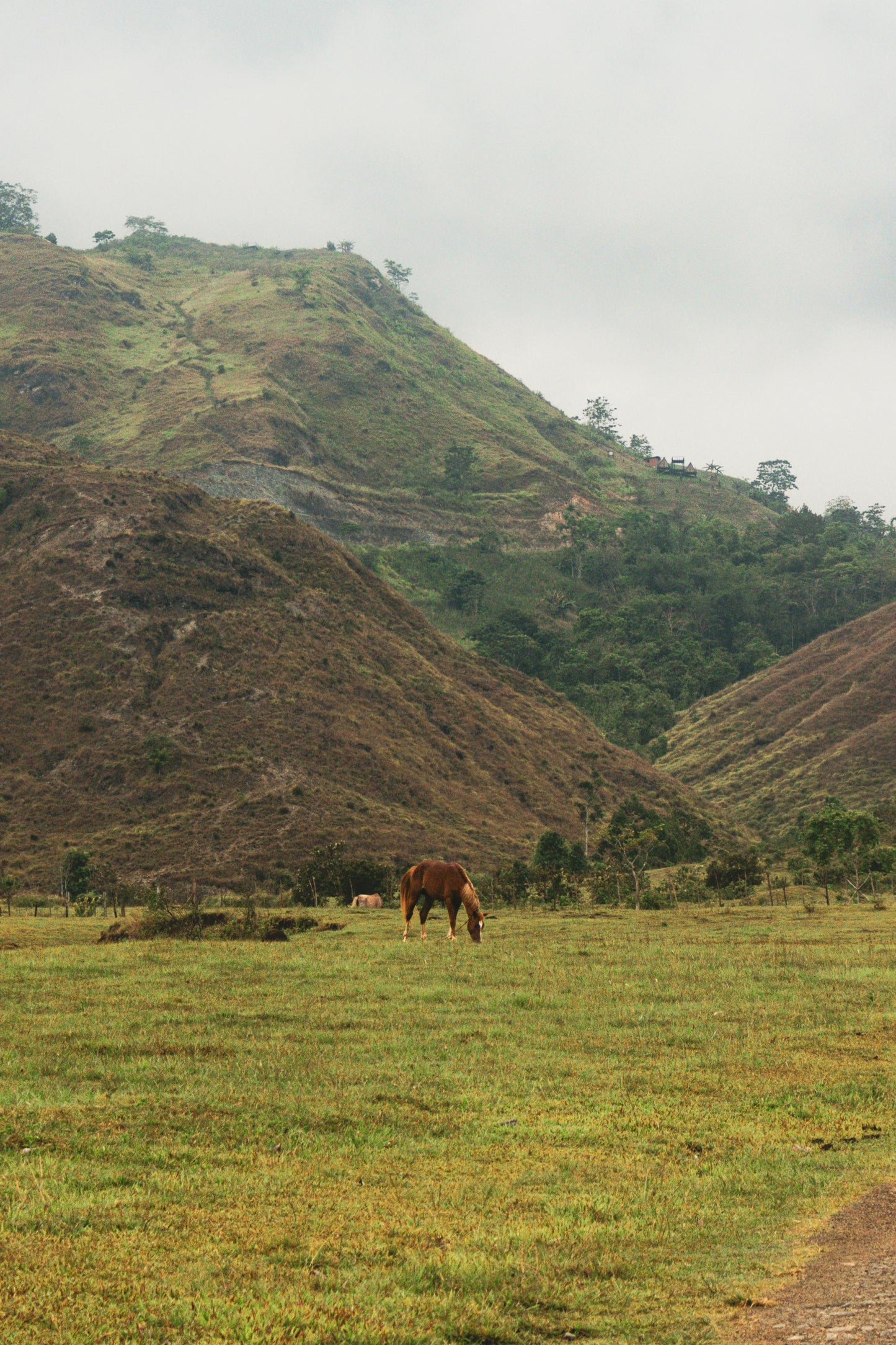 Bukidnon: A Dream of Rolling Hills Horseback Ride + Pick-up Available