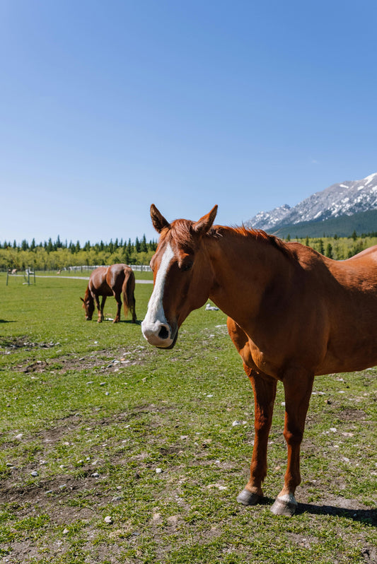 Alberta, Canada: 1-Hour Horseback Ride by the Spray river