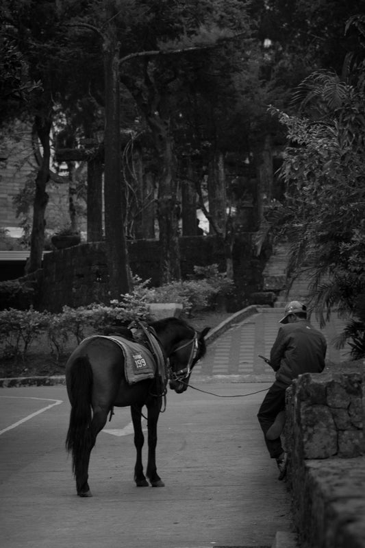 Baguio: Mountain Breeze Horse Ride Trails + Pick-up Available