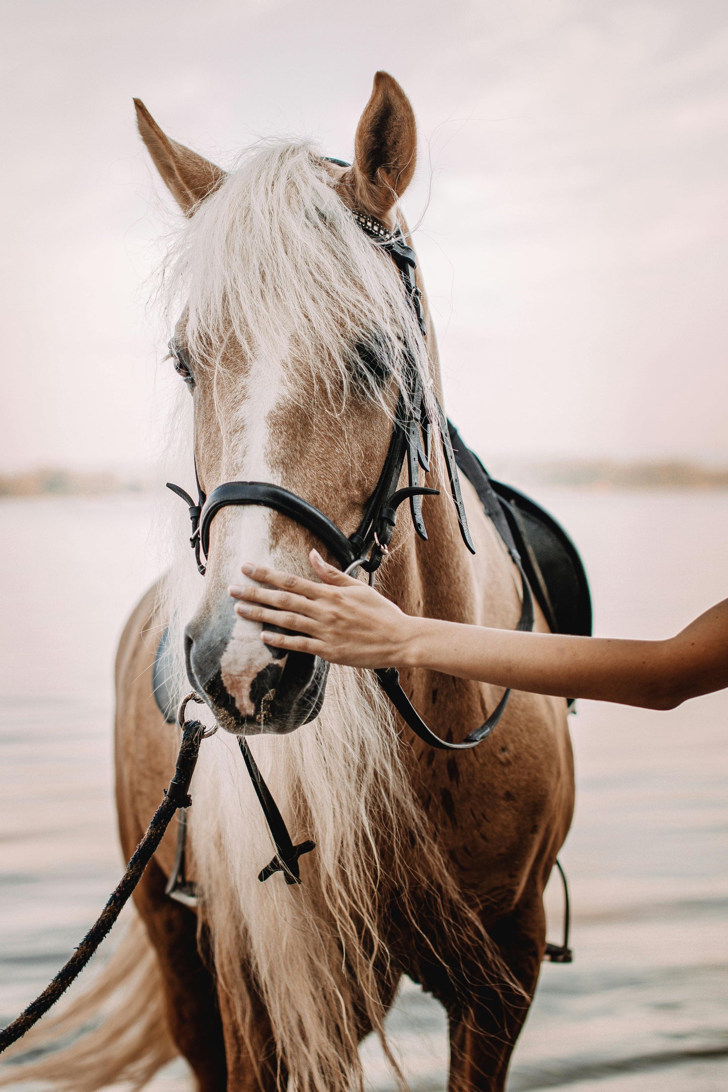 Nassau, Bahamas: Horseback Riding Adventure on Beaches & Trails