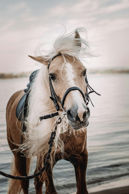 Melides: 1.75-Hour Beach and Dunes Horse Ride