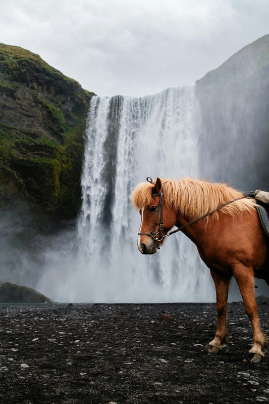 Grímsstaðir, South Iceland: 2.5-Hour Black Sand Beach Horse Ride