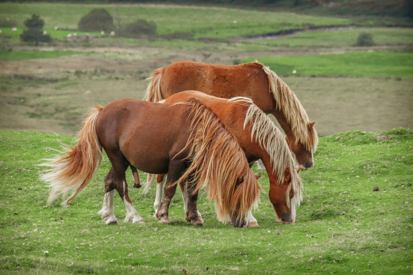 Filandia, Colombia: Scenic Horseback Adventure in Coffee Country