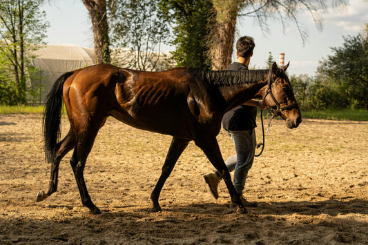 Rome: Half-Day Ancient Ostia Trail Ride + Lunch + Aperitivo
