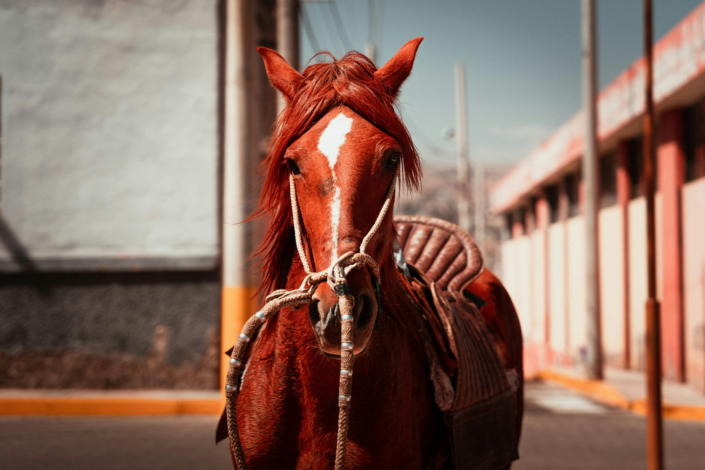 Davao: Green Scenic Horseback Ride Escape + Pick-up Available