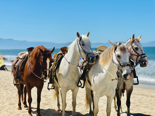 La Maddalena, Palau: Guided Horseback Ride & Island Minibus Tour