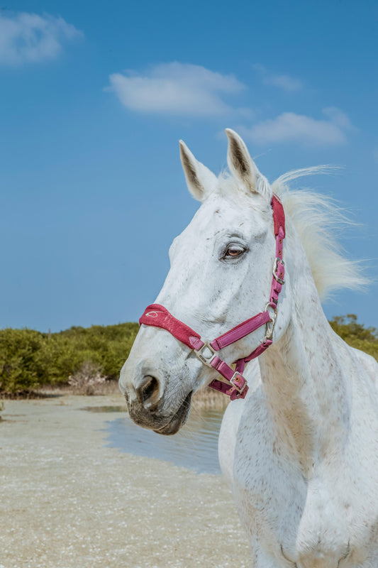 Abu Dhabi, UAE: 50-Minute Supervised Pony Ride on the Beach