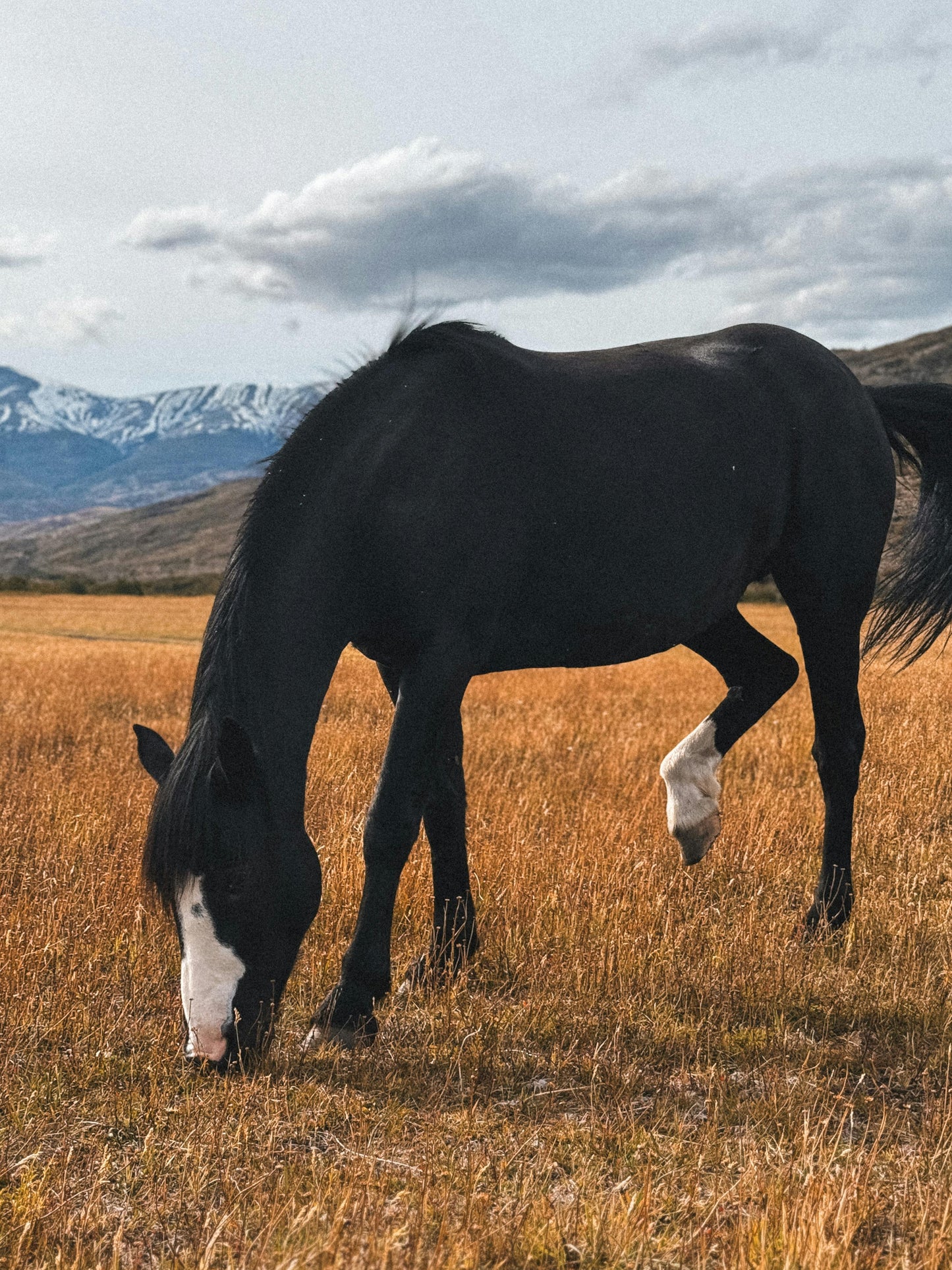Torre de Paine, Chile: Full Day Ranch & Ride at Estancia Tres Pasos + Lunch (Advanced Riders)