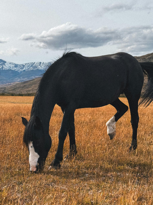 Torre de Paine, Chile: Full Day Ranch & Ride at Estancia Tres Pasos + Lunch (Advanced Riders)