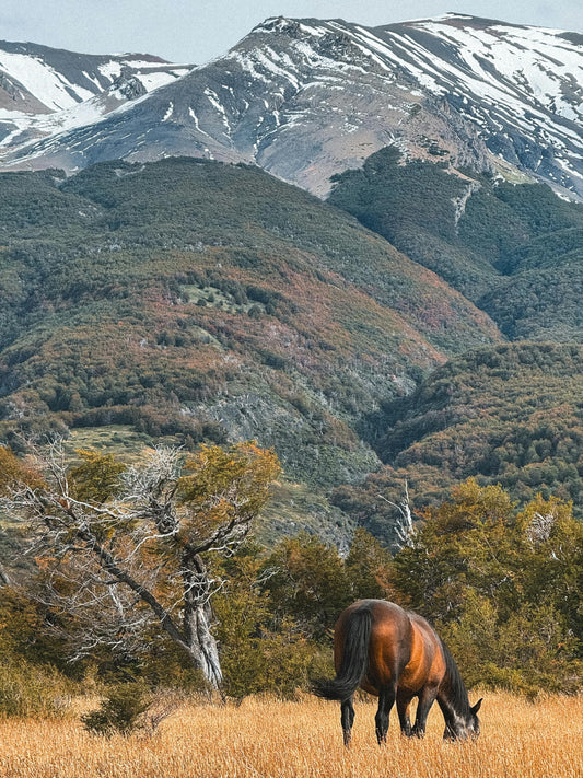 Torre de Paine, Chile: Full Day Ranch & Ride at Estancia Lucia + Lunch