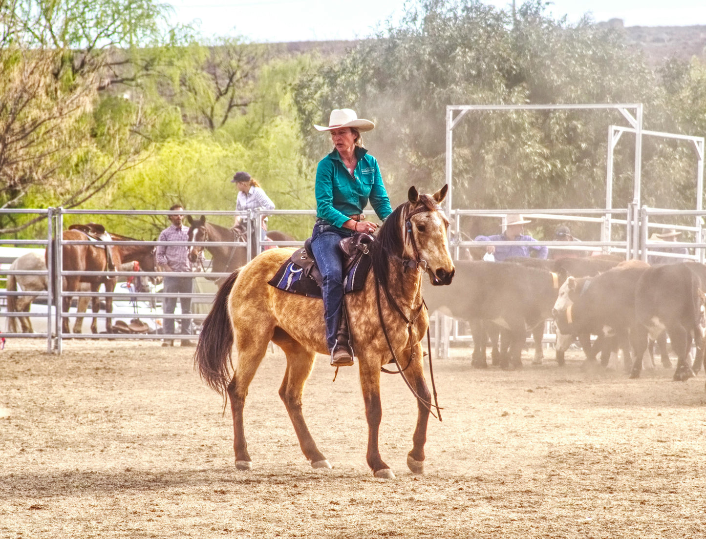 Arizona: Penning Full Lesson at Ranch + Pick-up Available