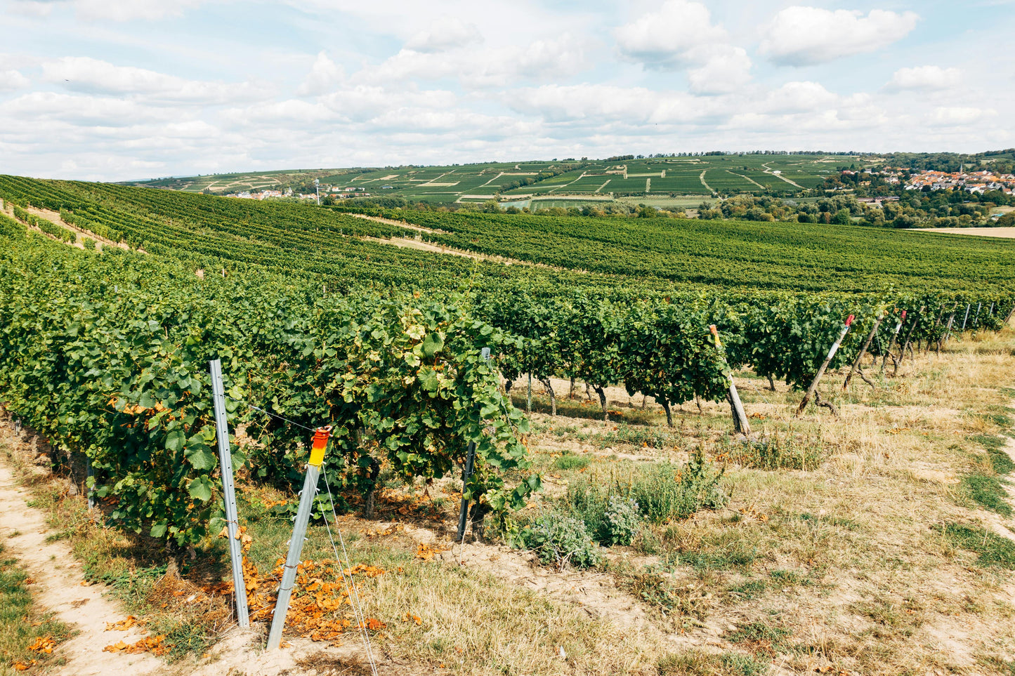 Bordeaux, France: Horseback Vineyard & Chateau Tour + Pick-Up