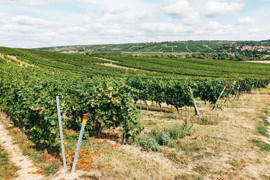 Bordeaux, France: Horseback Vineyard & Chateau Tour + Pick-Up