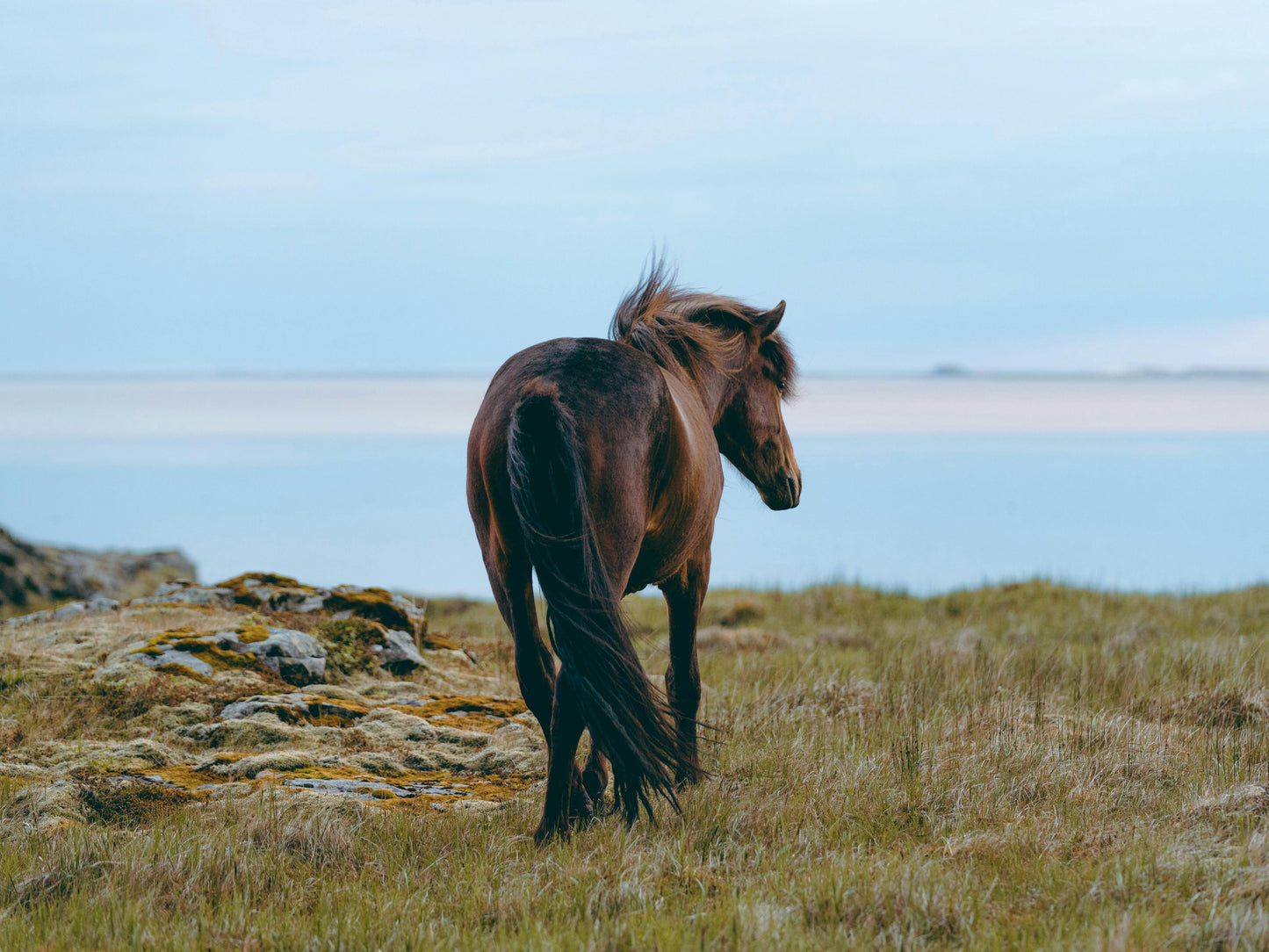 Hafnarfjörður: 2-Hour Lava Horse Riding Tour + Hot Cocoa