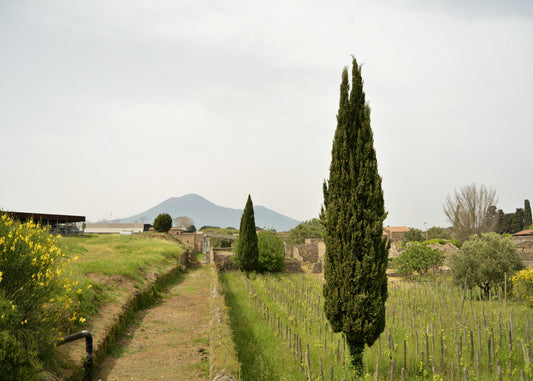 Naples, Italy: Horseback Ride on Mount Vesuvius Typical Product Tasting & Wine + Pick-Up