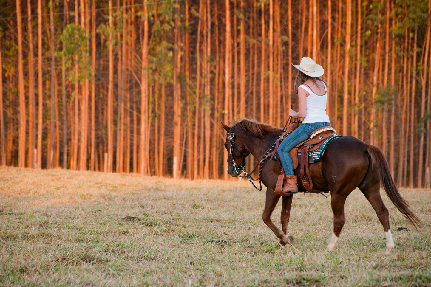Turangi, New Zealand: Enchanted Forest Horseback Ride