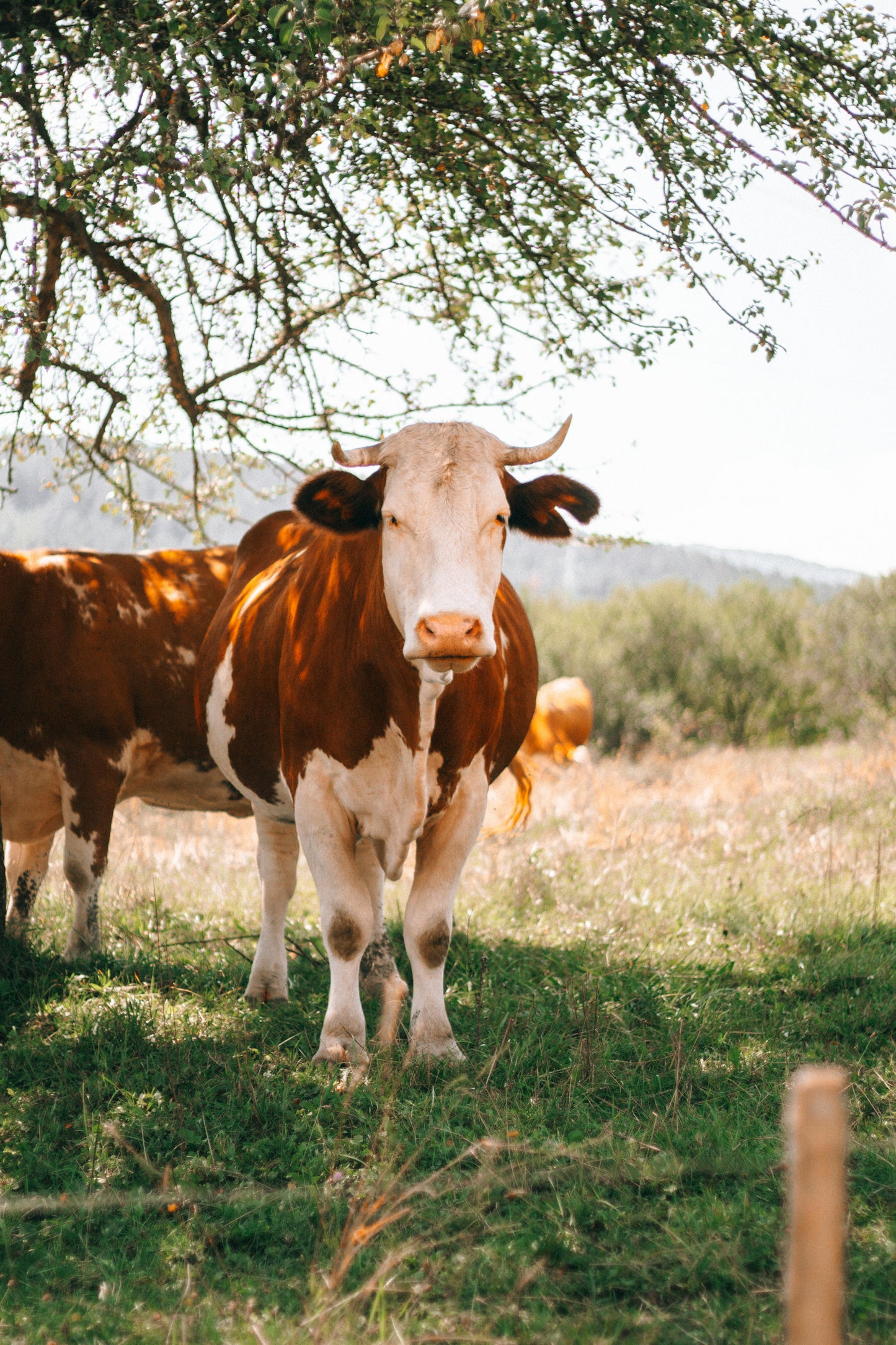 North Antrim: The Ultimate Farm-tastic Fun Ride + Pick-Up Available