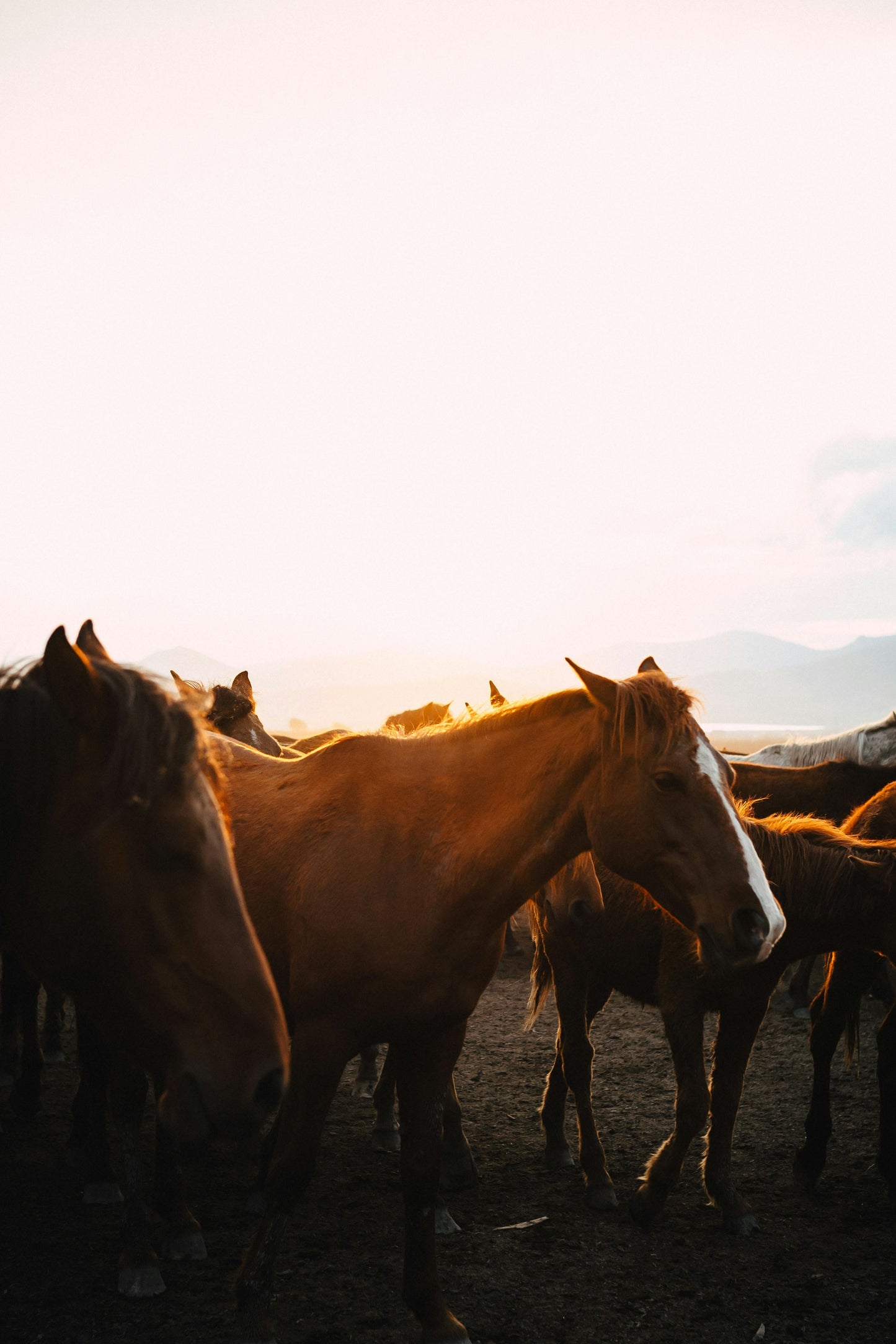 Tbilisi, Georgia: Full-Day Horse Riding Tour in Dighomi
