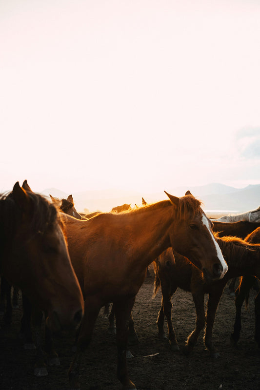 Tbilisi, Georgia: Full-Day Horse Riding Tour in Dighomi