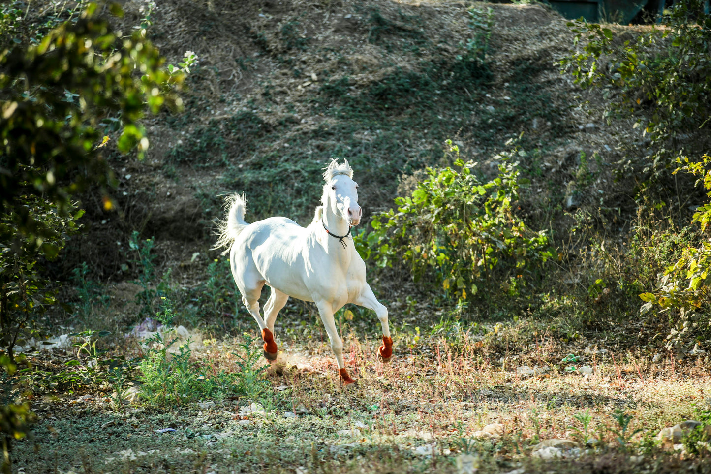 Gurgaon, India: 1.5-Hour Aravali Hills Horseback Adventure