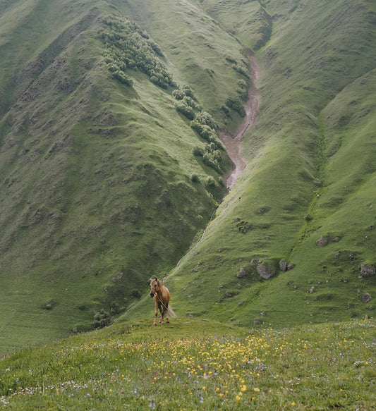 Machachi: Summit Horseback Ride + Pick-Up Available & Hours Options