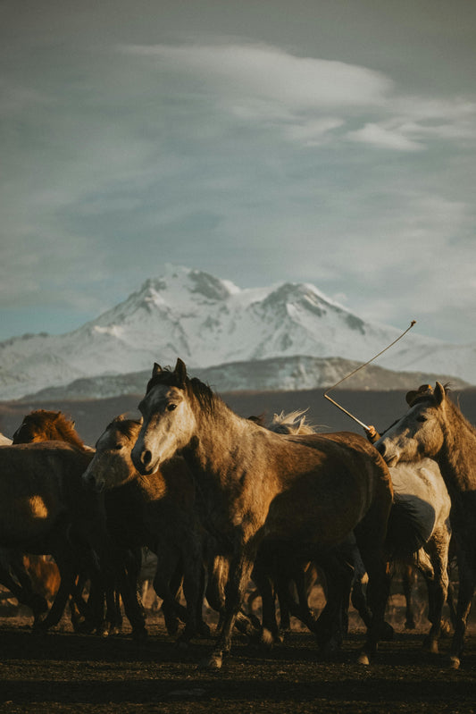 Patagonia: 5-Hour Horse Ride Connection in Lake Figueroa + Pick Up