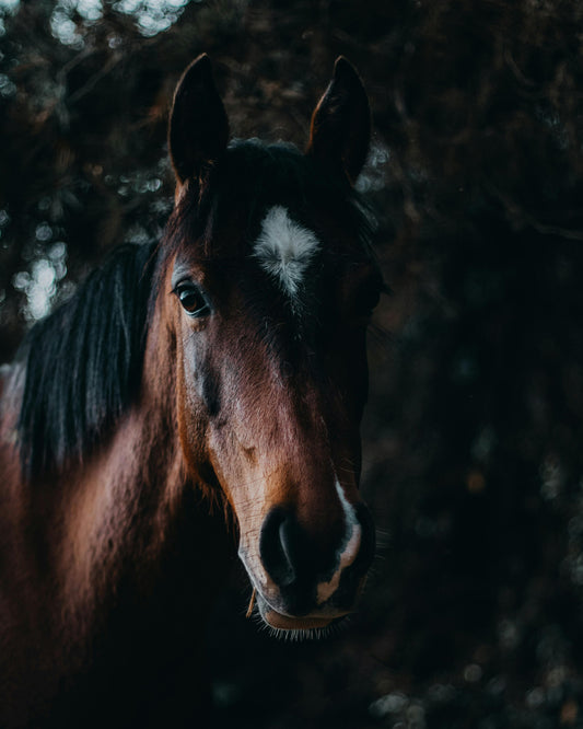 Turangi, New Zealand: Enchanted Forest Horseback Ride