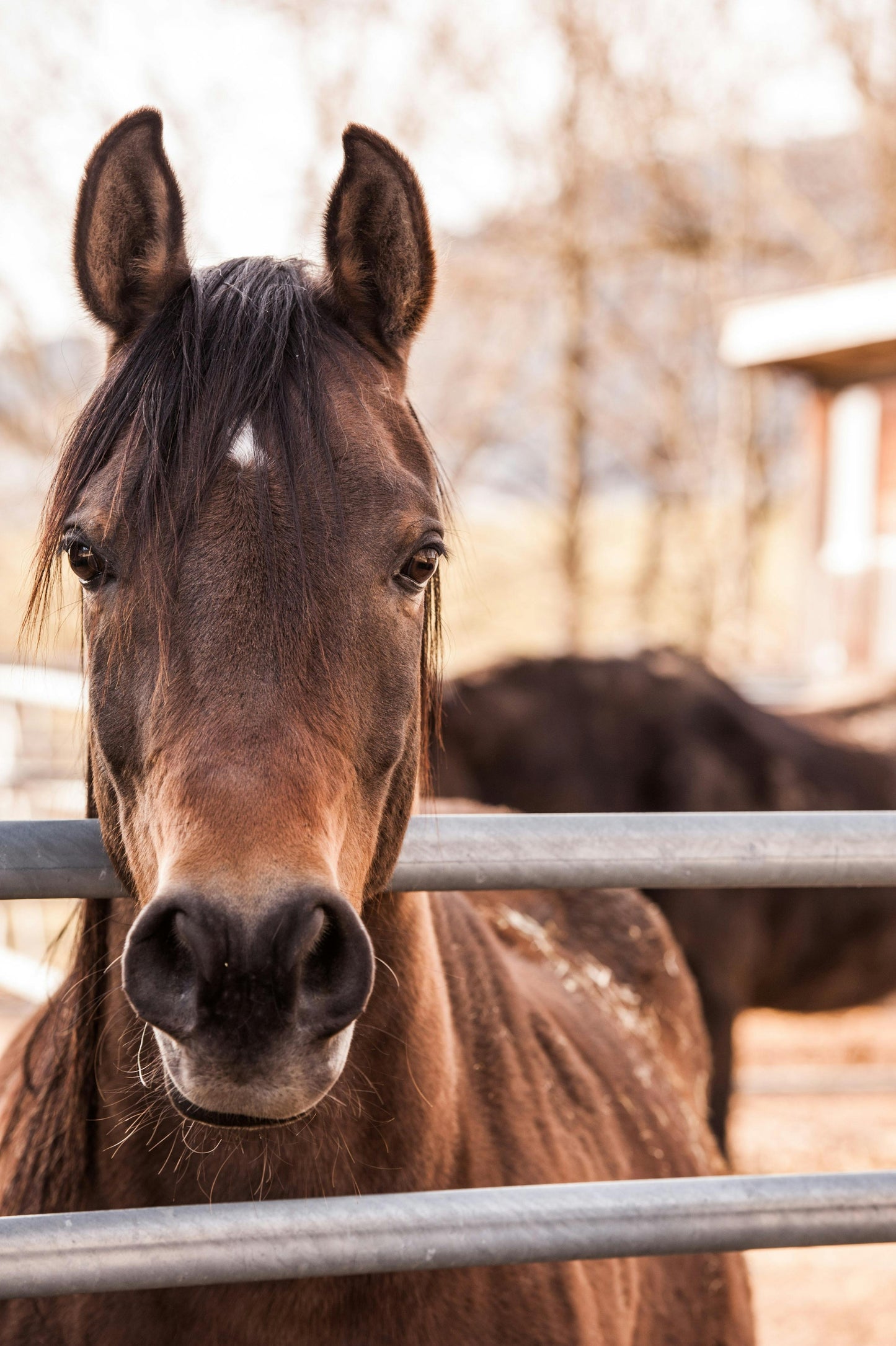 Bordeaux, France: Horseback Vineyard & Chateau Tour + Pick-Up