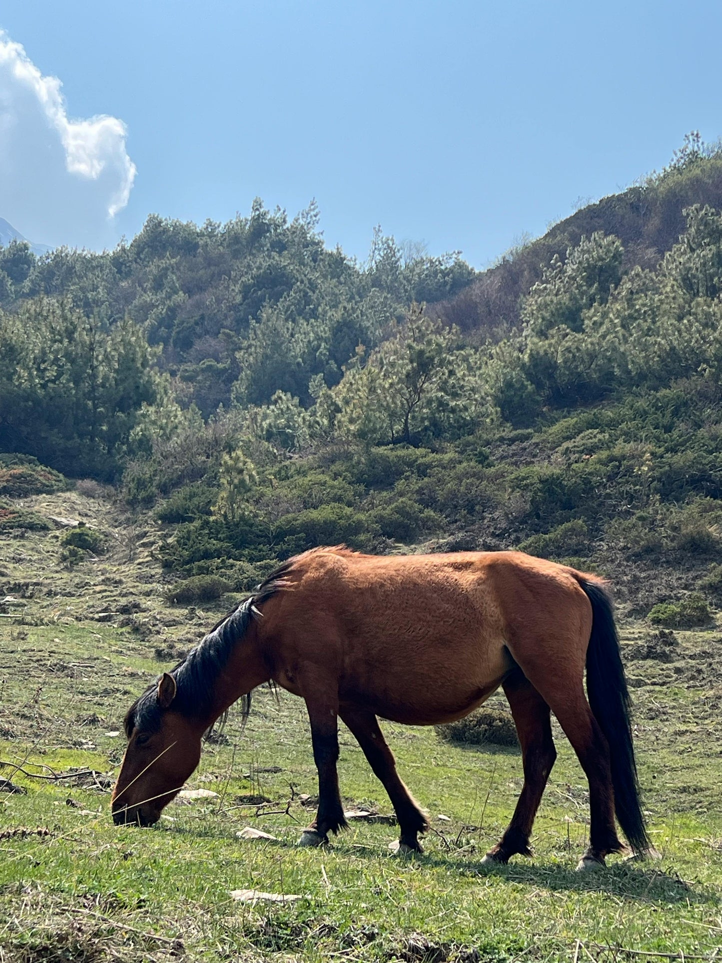 North Antrim: Mountain Picnic Dream Rides + Pick-up Available + Optional Lunch
