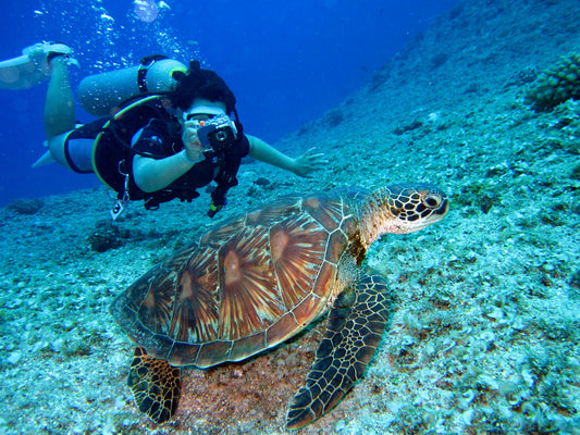 Cebu, Philippines: Swim with Sea Turtles and the Sardine Run