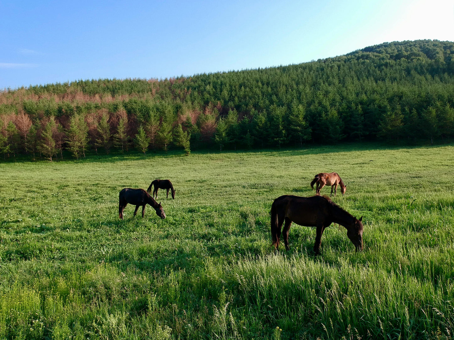Kauai, Hawaii: 1-5-Hour Scenic Private Horseback Rides