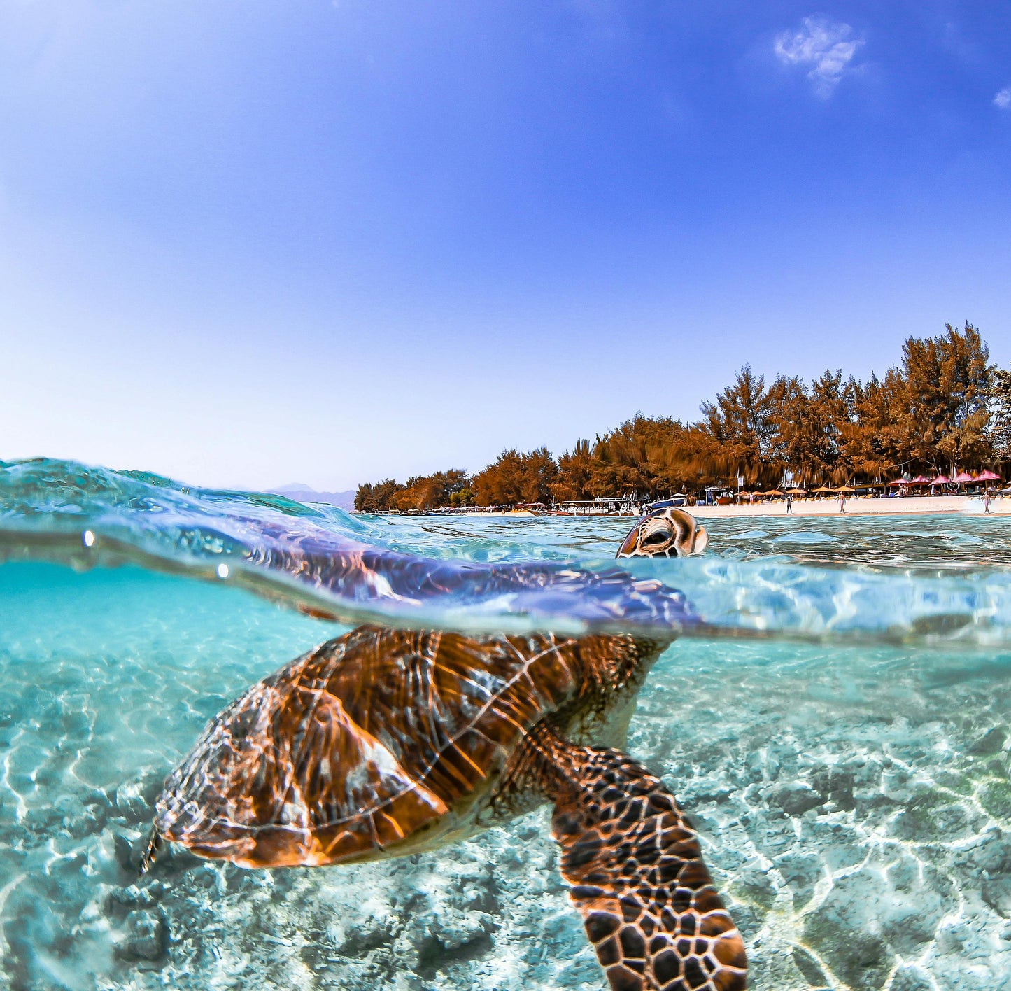Bohol, Philippines: Pamilacan Island Tour with Dolphins