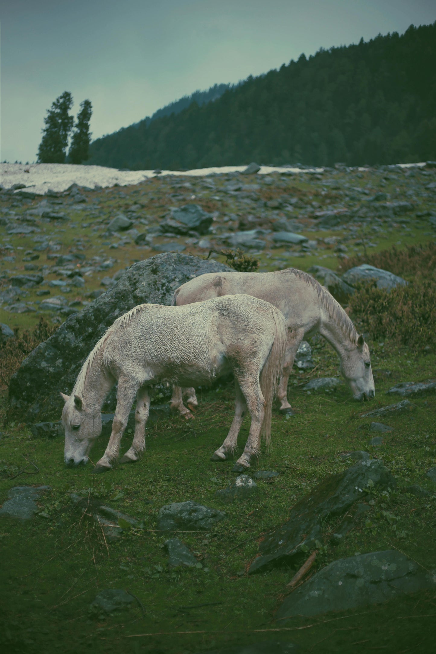 Glenorchy, New Zealand: Full-Day Backcountry Horse Trek